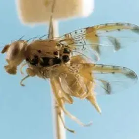 thumbnail for publication: Mango Fruit Fly, Ceratitis cosyra (Walker) (Insecta: Diptera: Tephritidae)